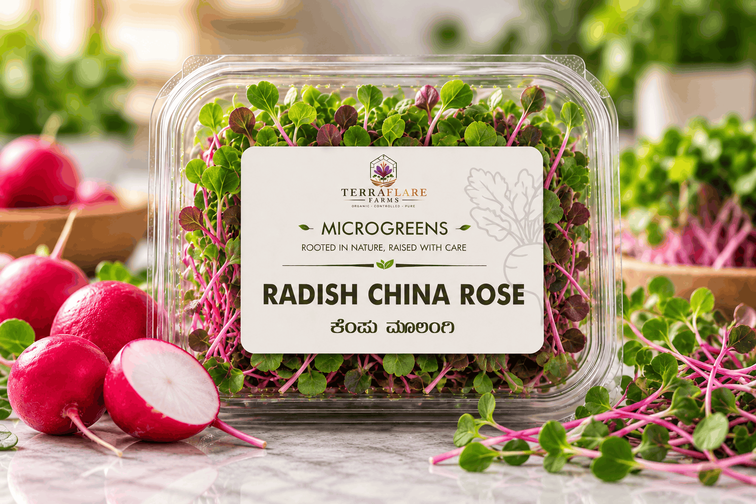 Fresh Radish China Rose Microgreens